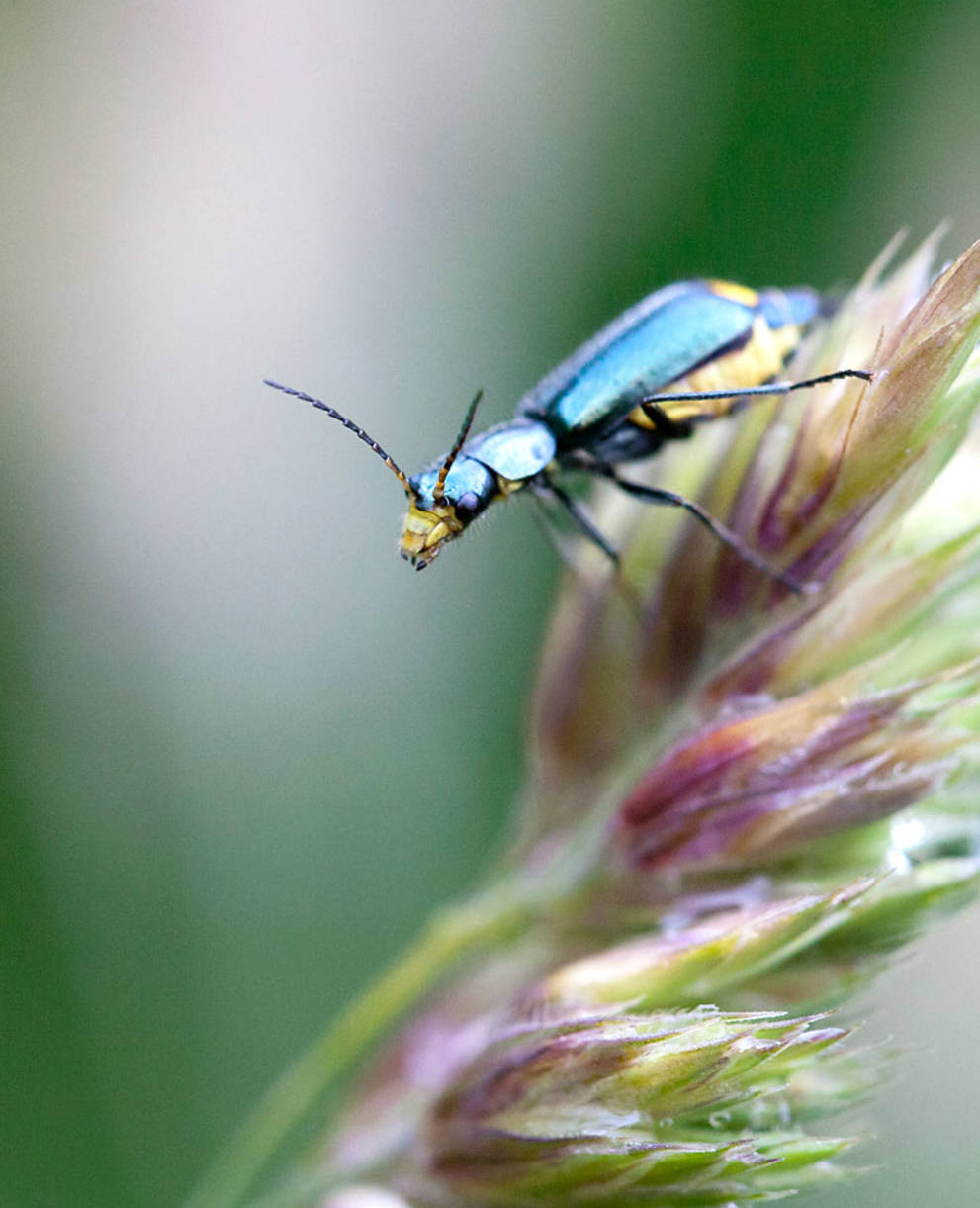 Coléoptère