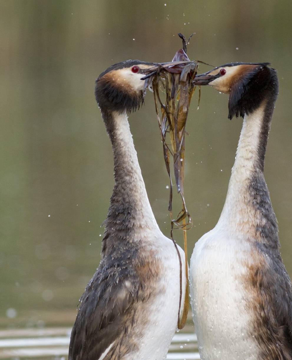 Couple de Grèbes huppés durant leur parade