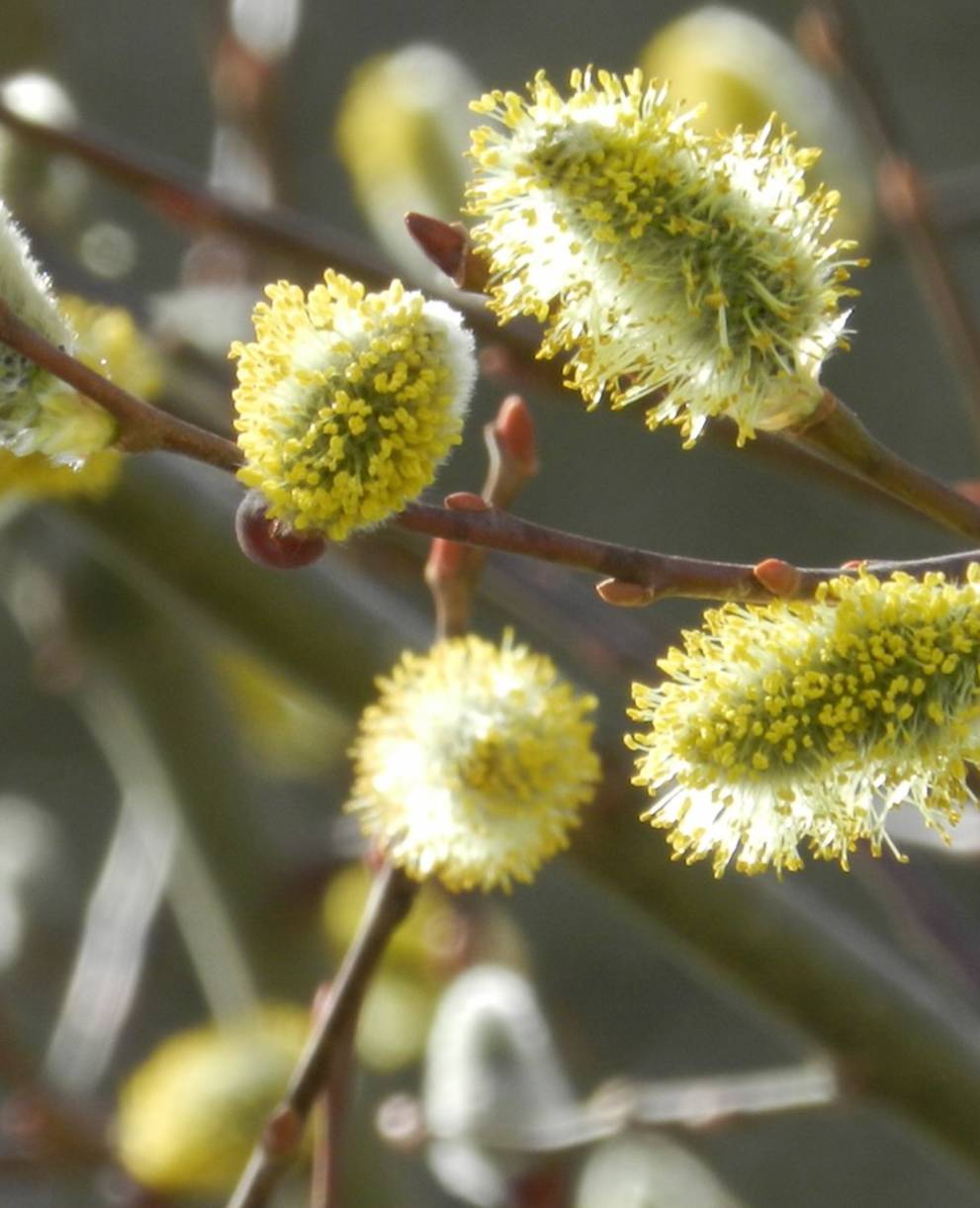 Arbuste en fleurs