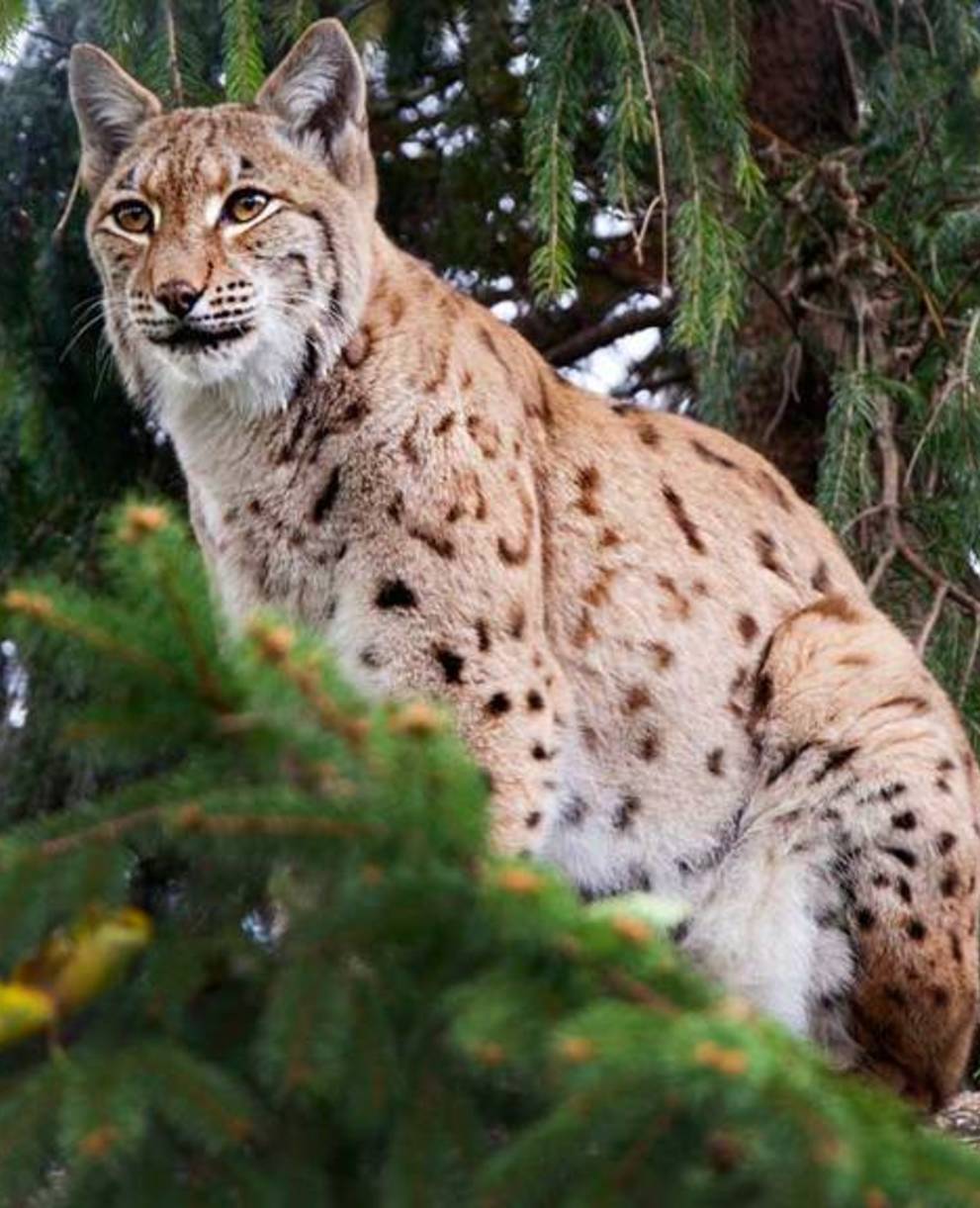 Lynx @ Christian Oeschger
