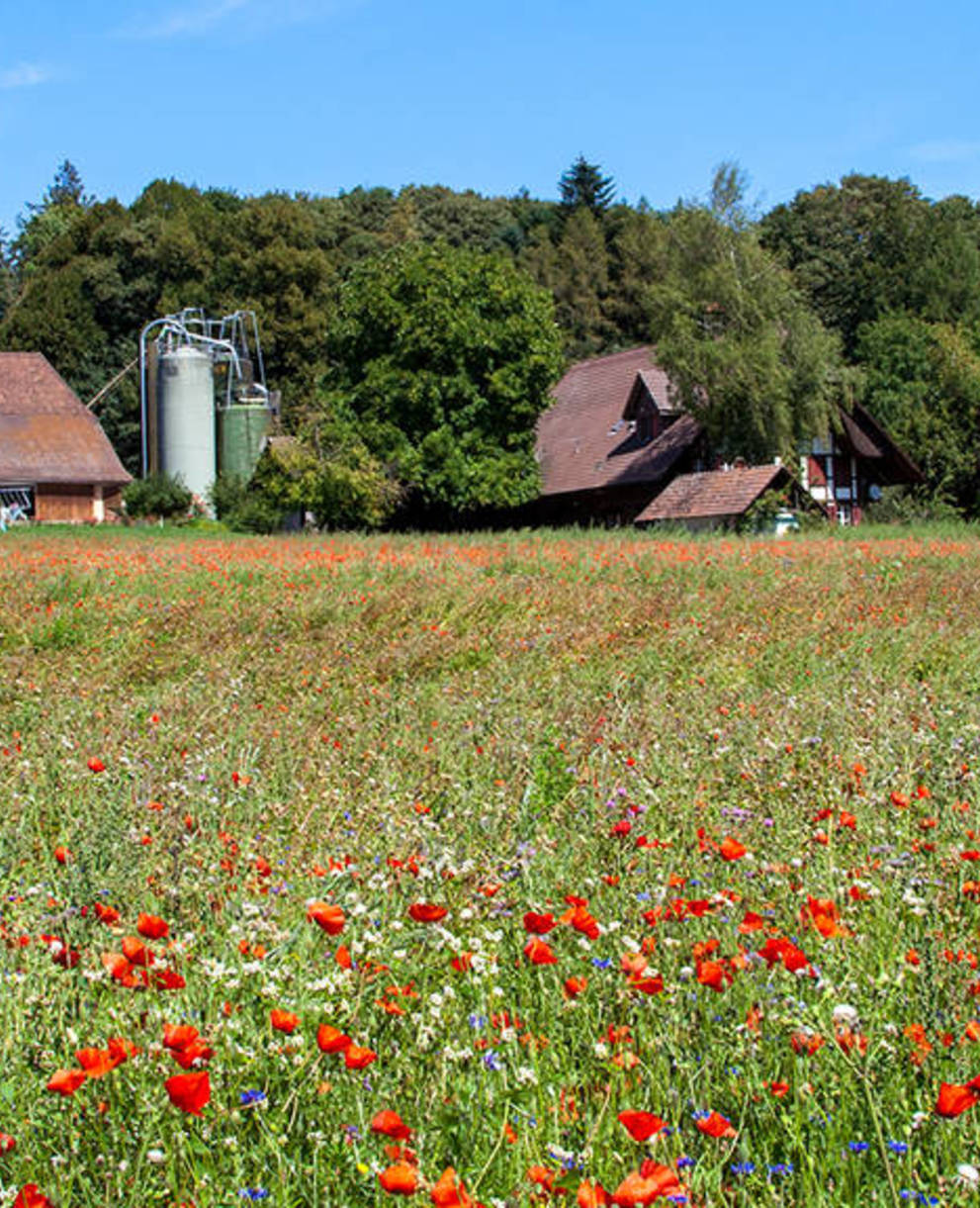 Landwirtschaftsfläche