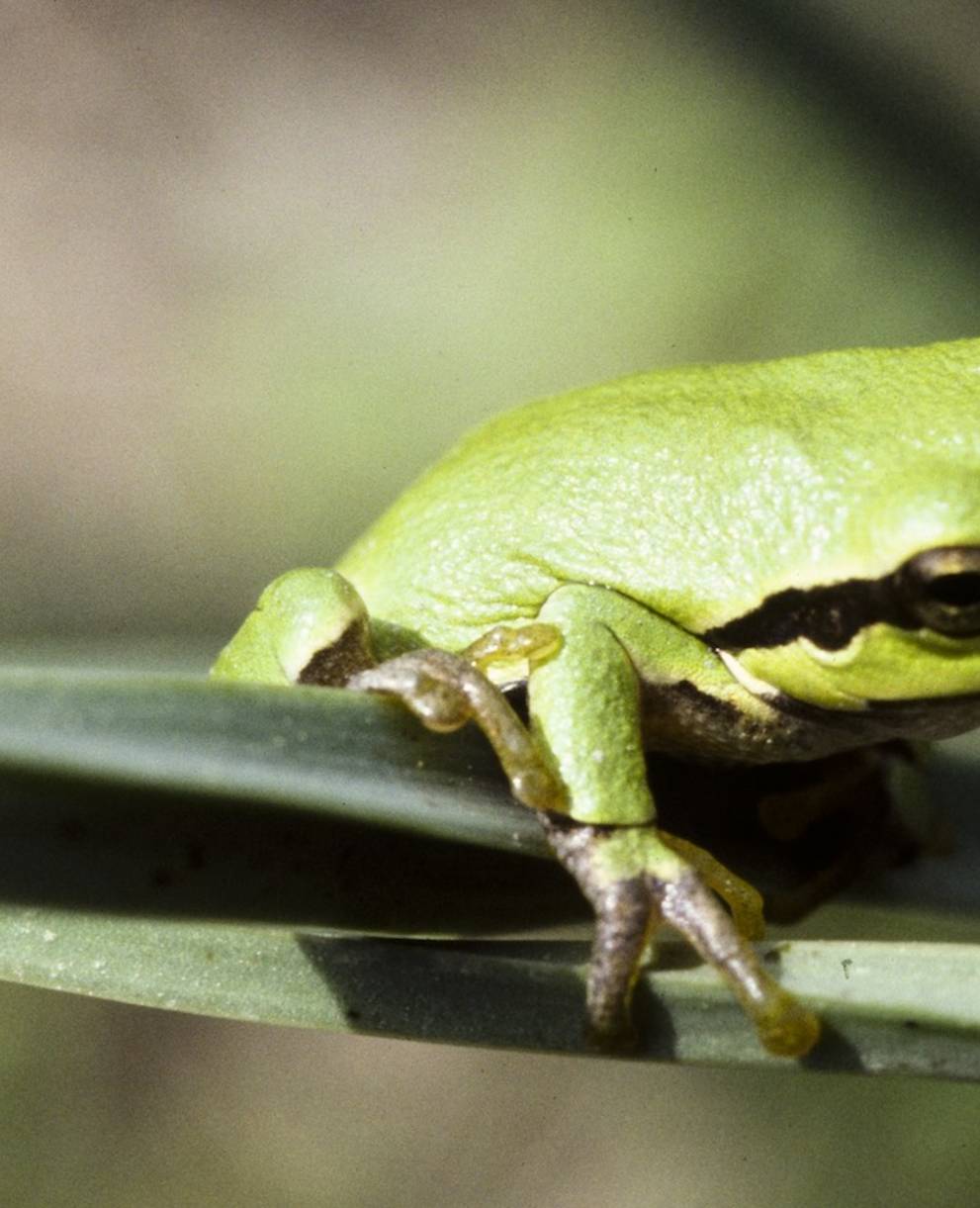 Laubfrosch