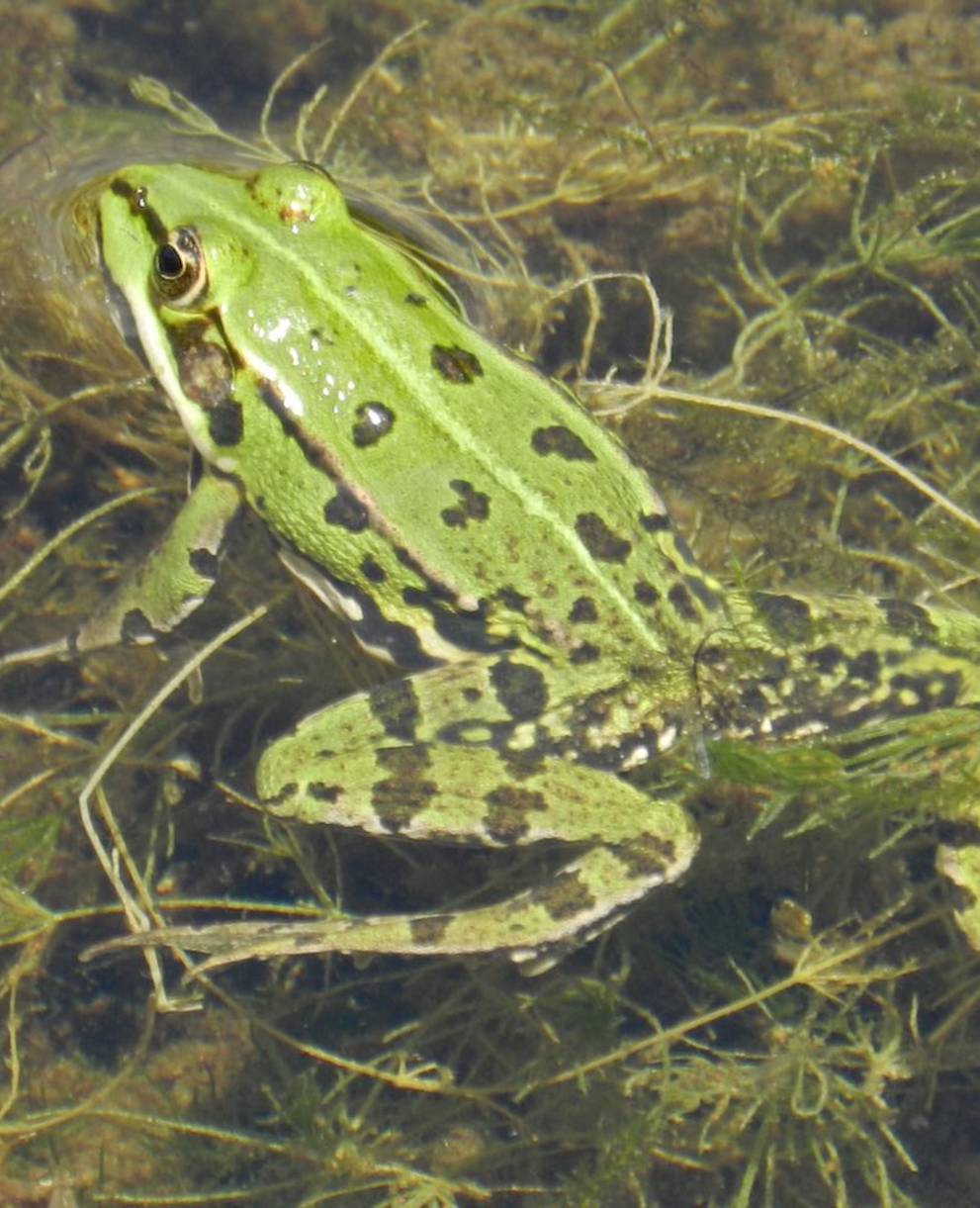 Grenouille (Rana)