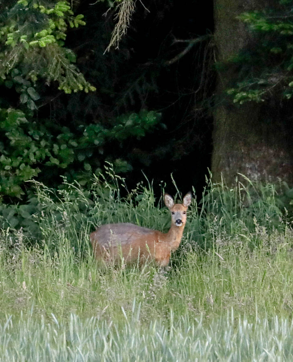 Reh am Waldrand