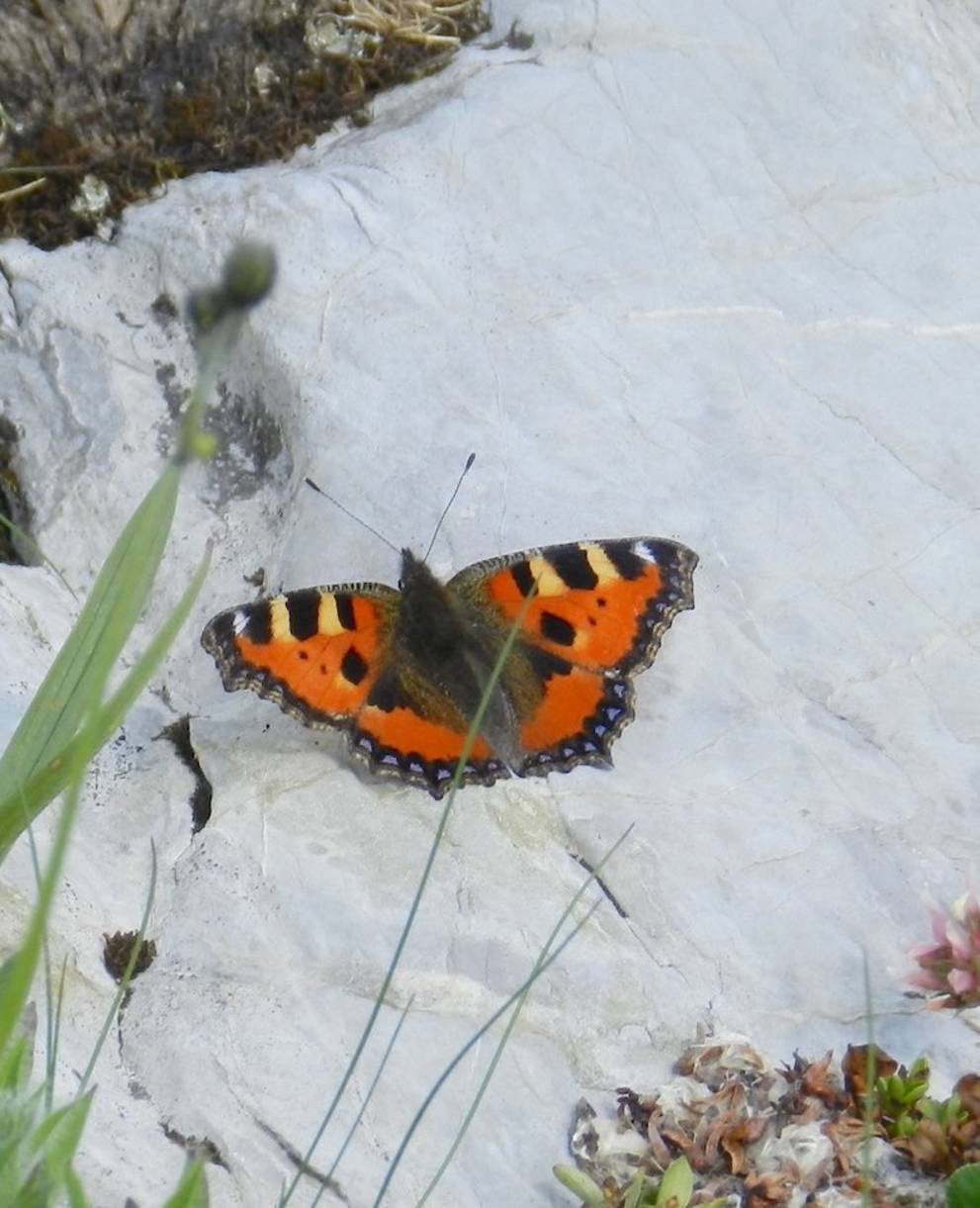 Kleiner Fuchs @ Sylvie Rotzetter