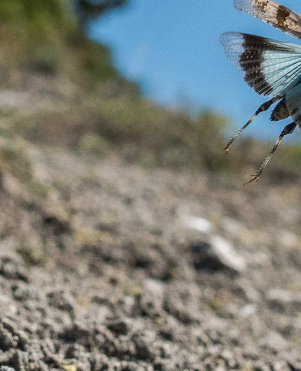 Blauflügelige Ödlandschrecke