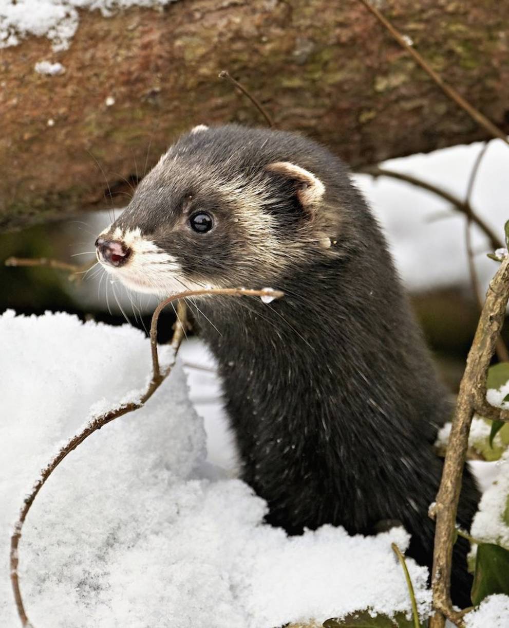 Putois dans la neige