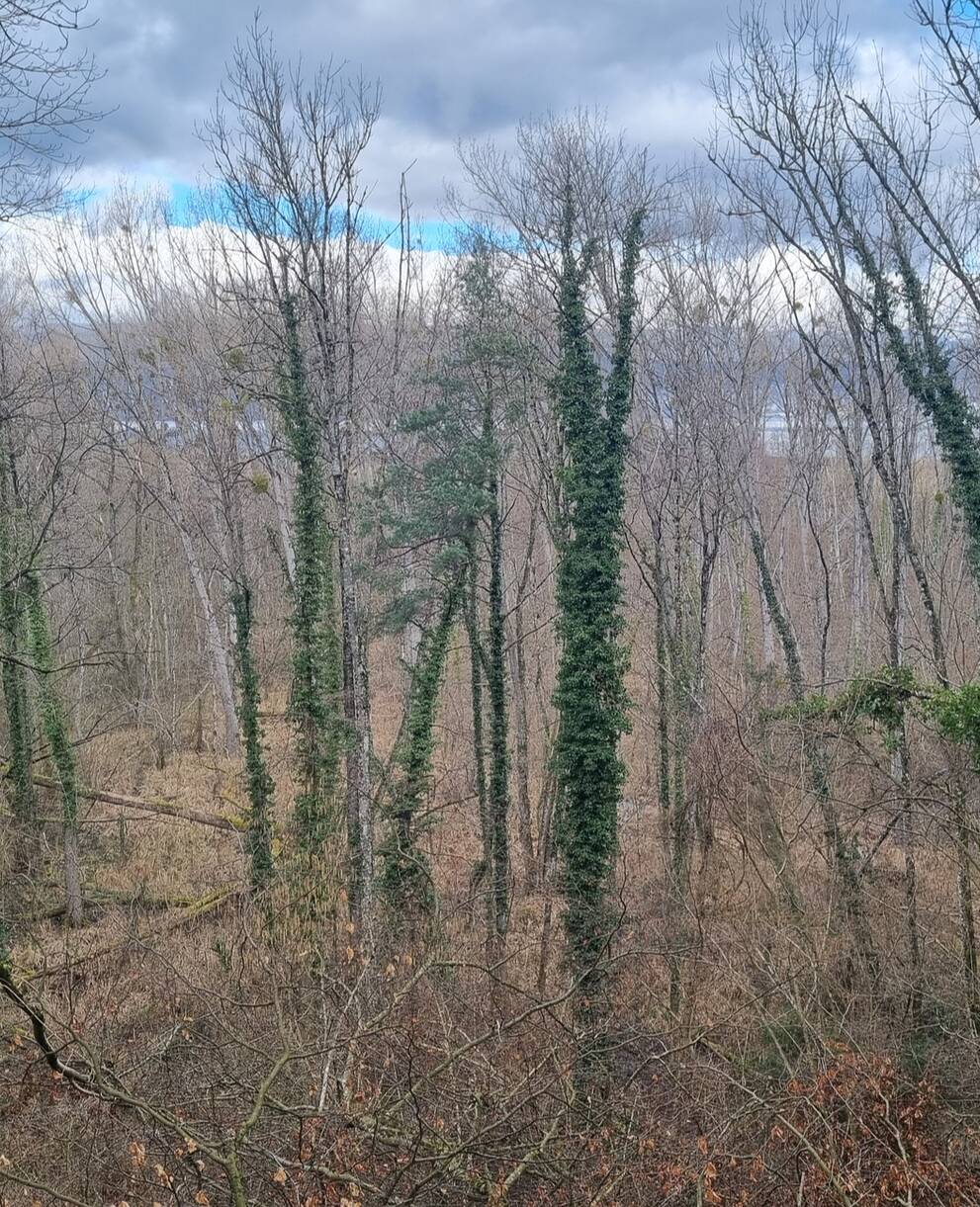 Forêt du Canada (Fribourg) en hiver