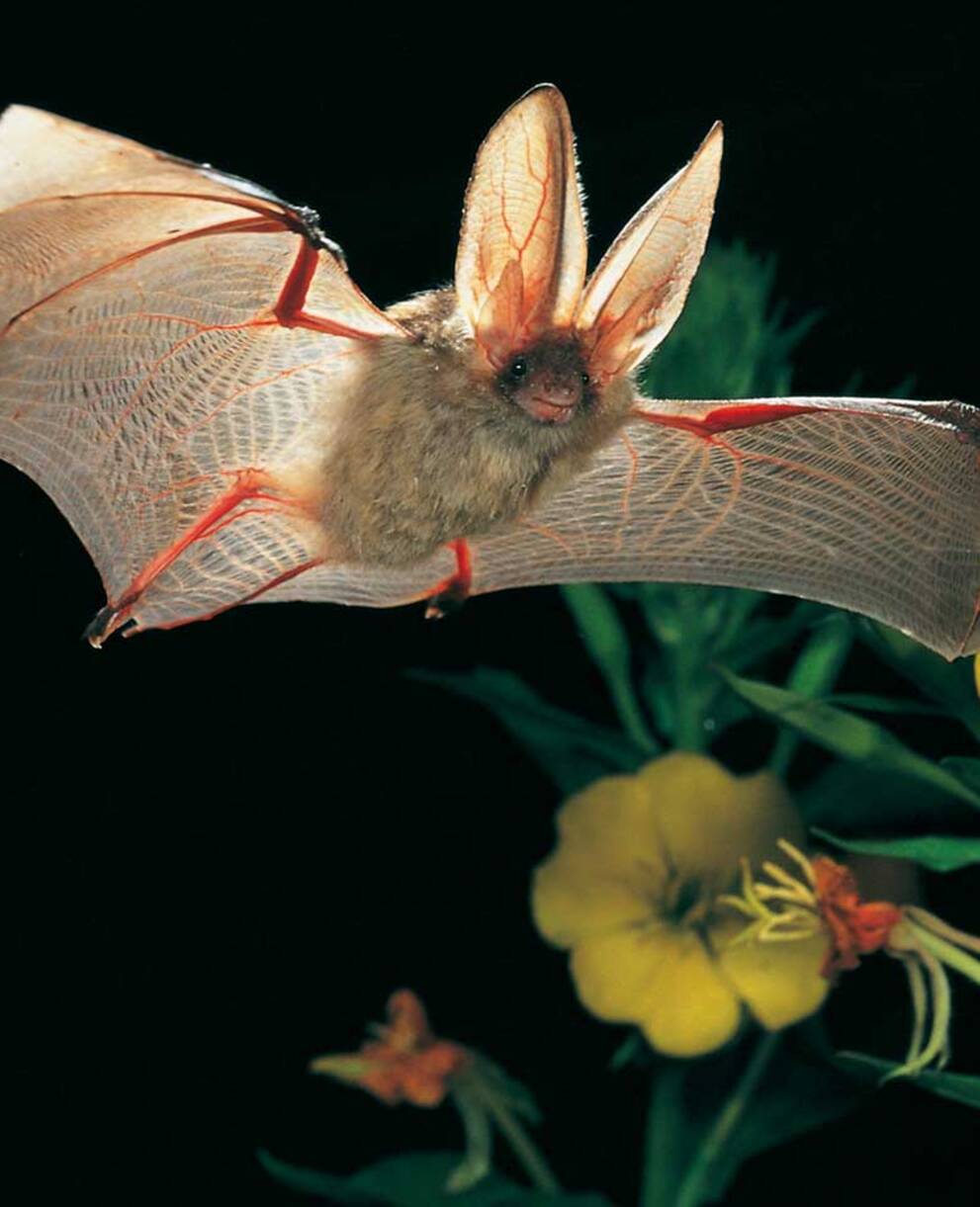 Fliegendes Langohr