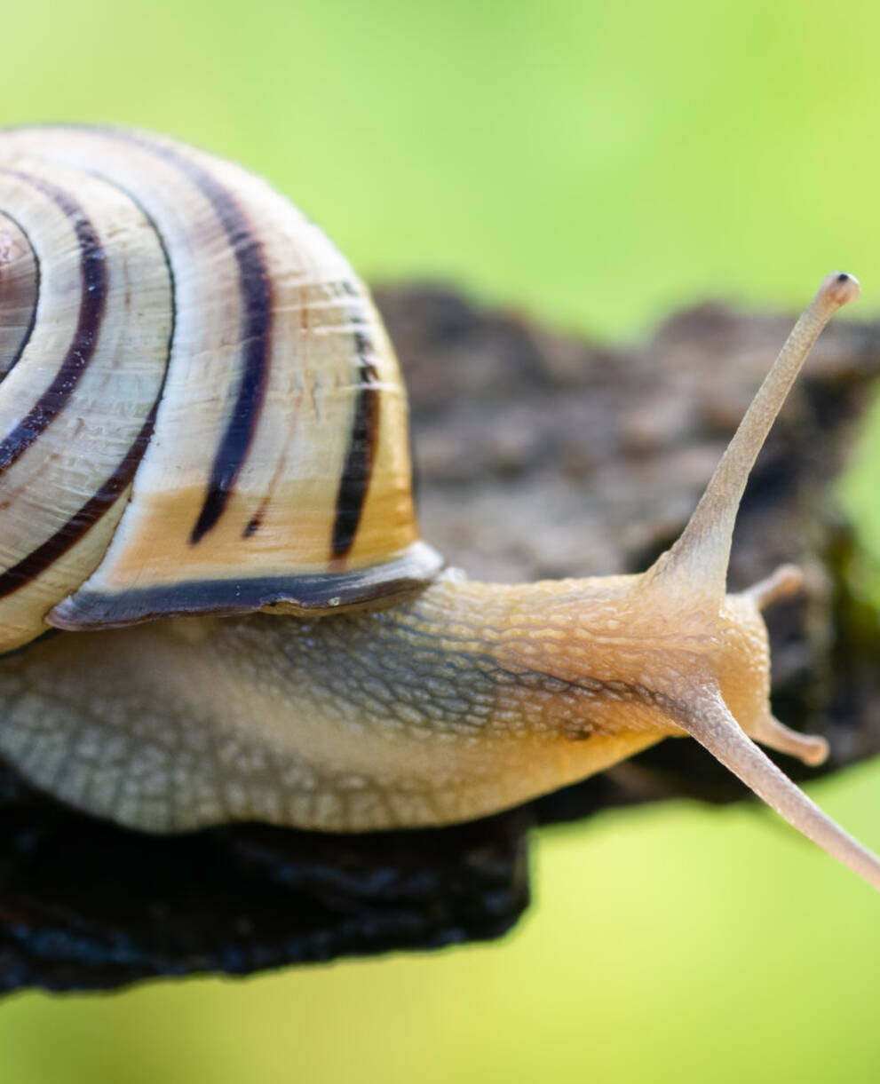 Escargot des haies sur une branche