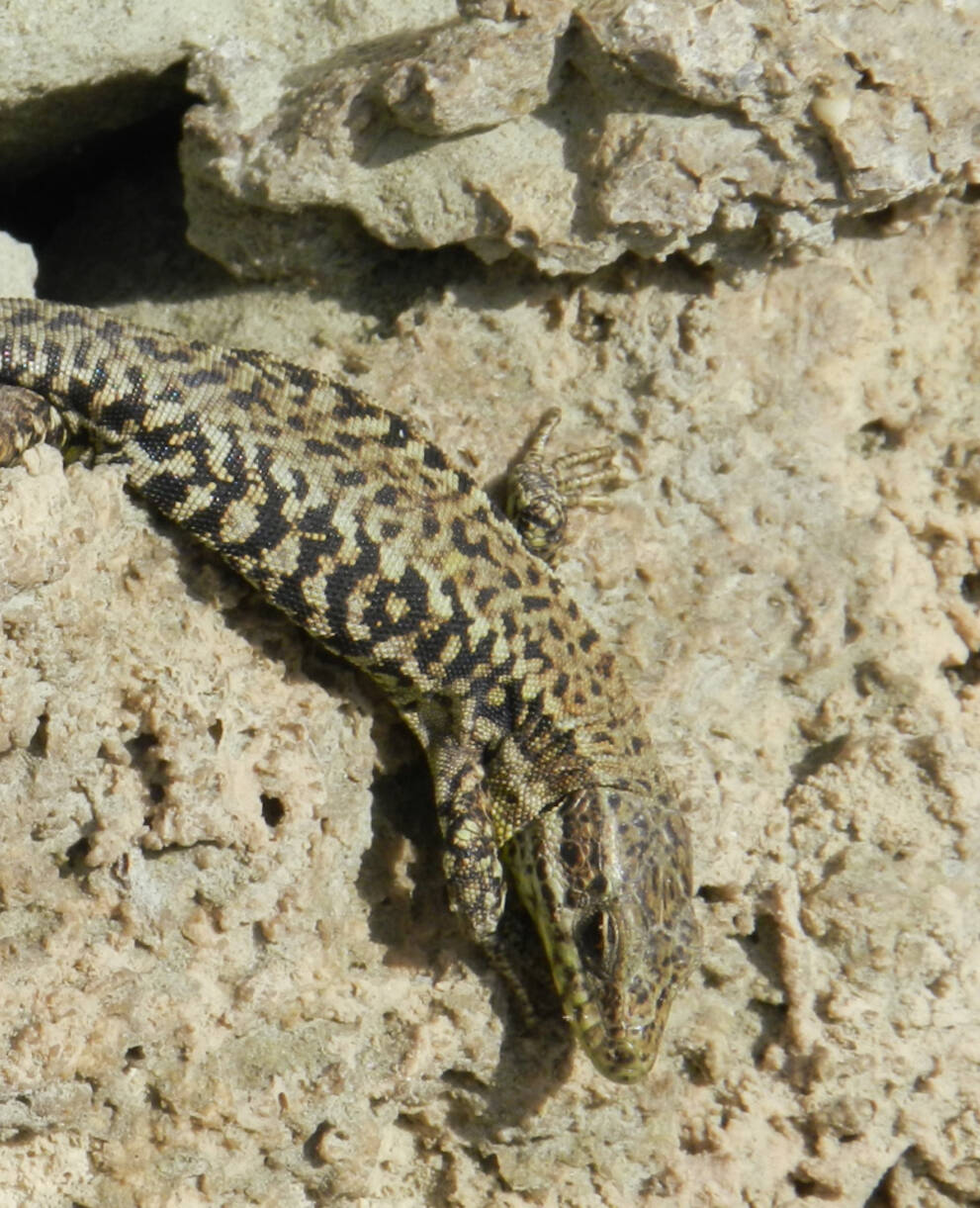 Lézard des murailles sur un mur