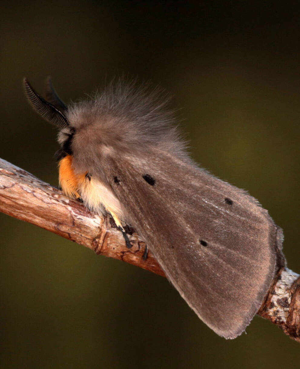Papillon de nuit sur une tige