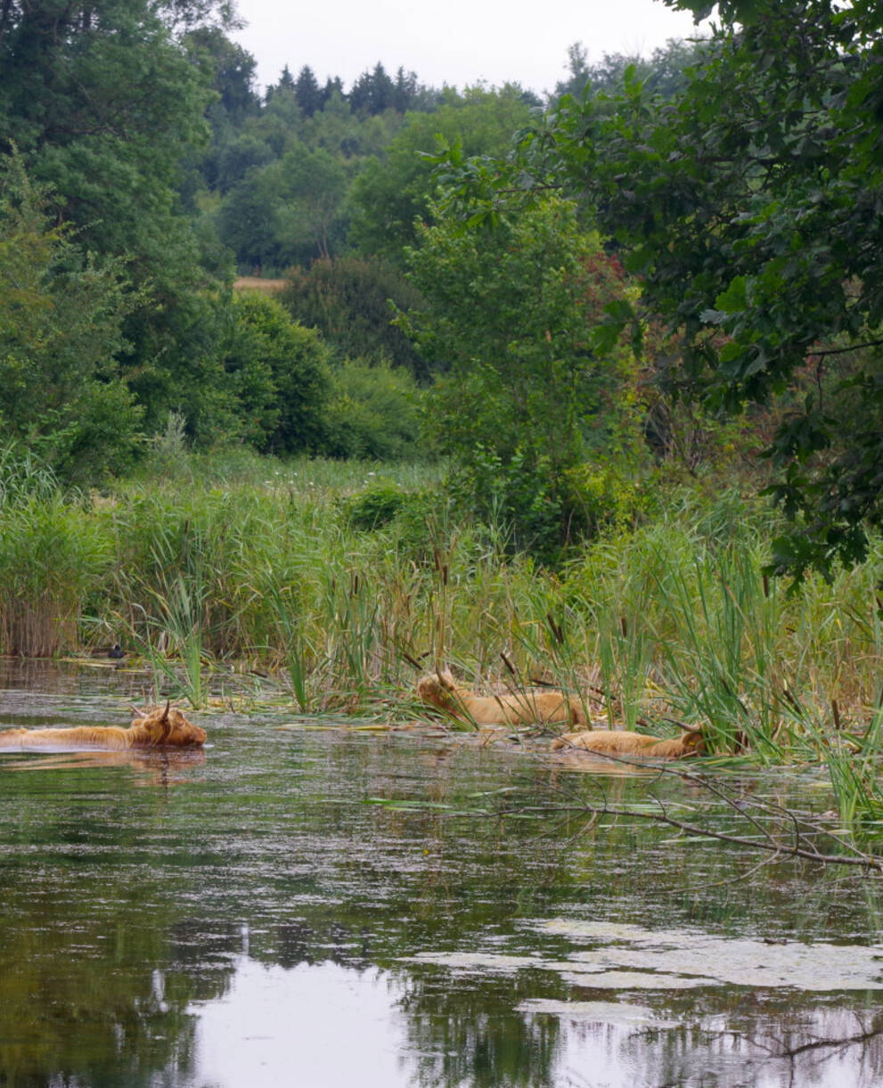 Highlands dans un plan d'eau de l'Auried