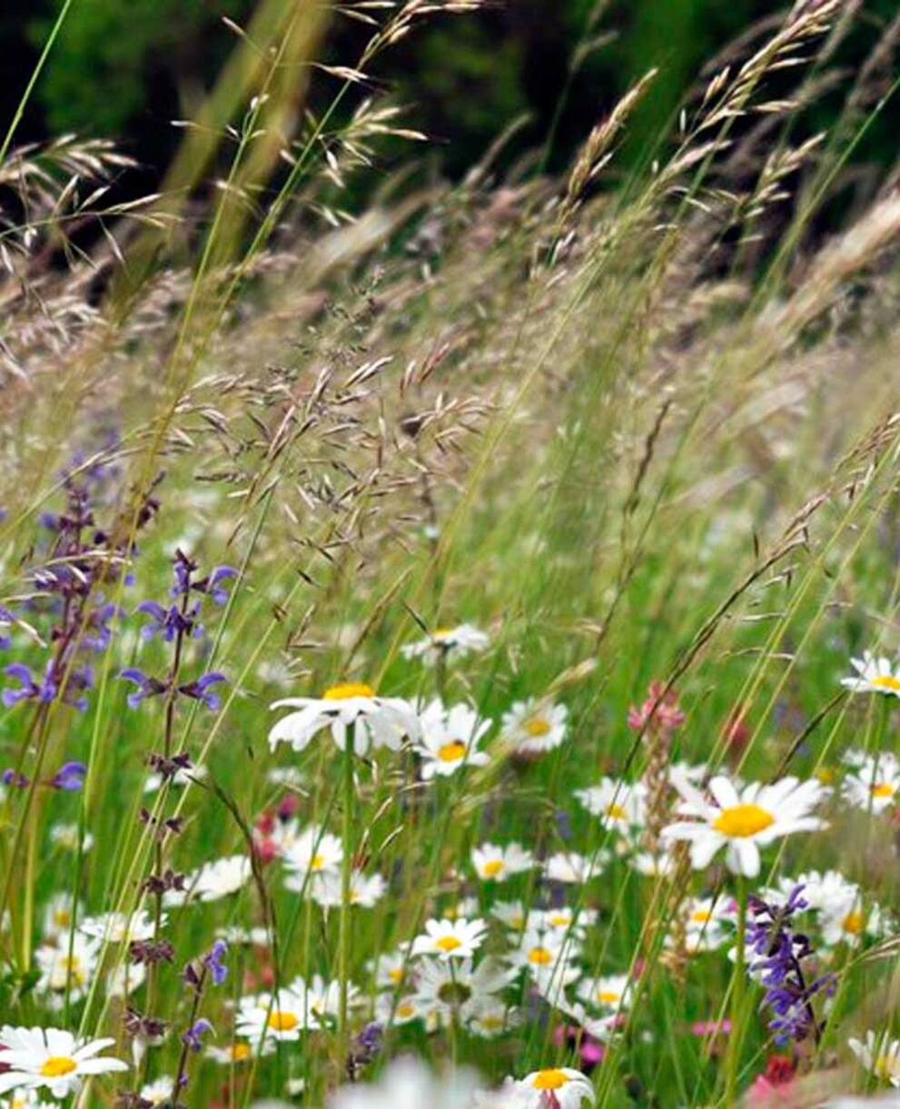 Prairie fleurie