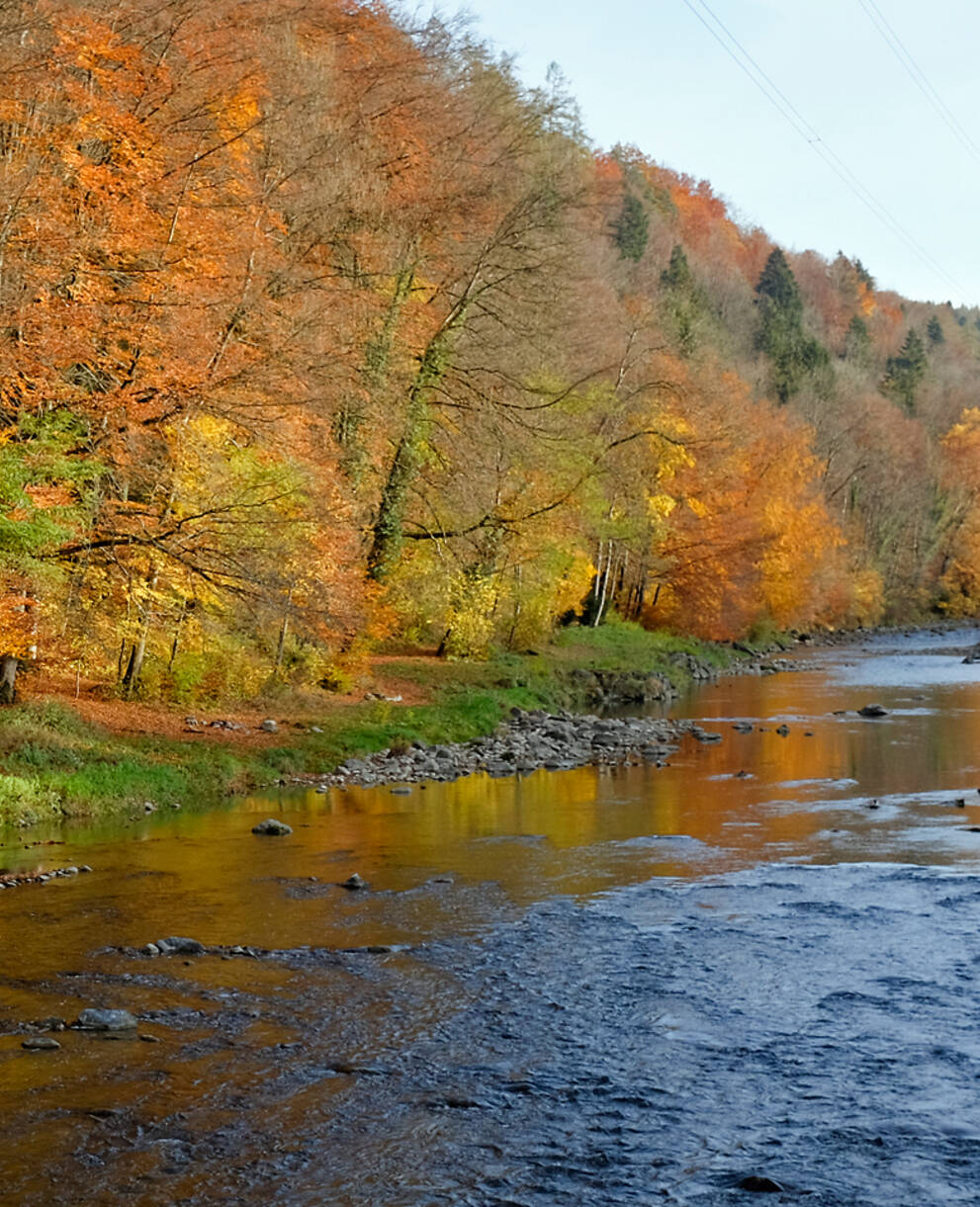 Arbres aux couleurs de l'automne