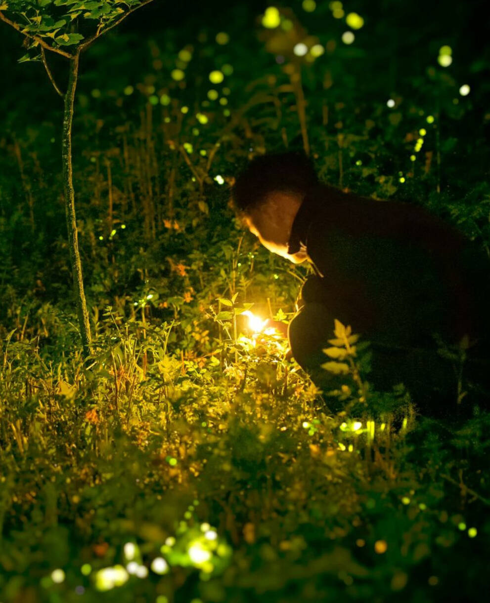 Homme observants des vers luisants