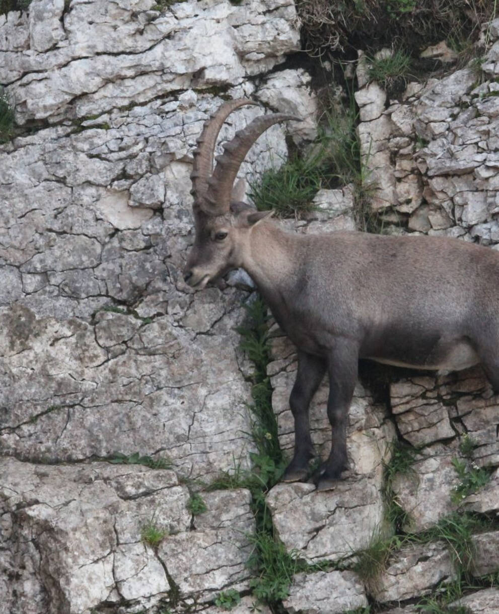 Steinbock auf einer Klippe