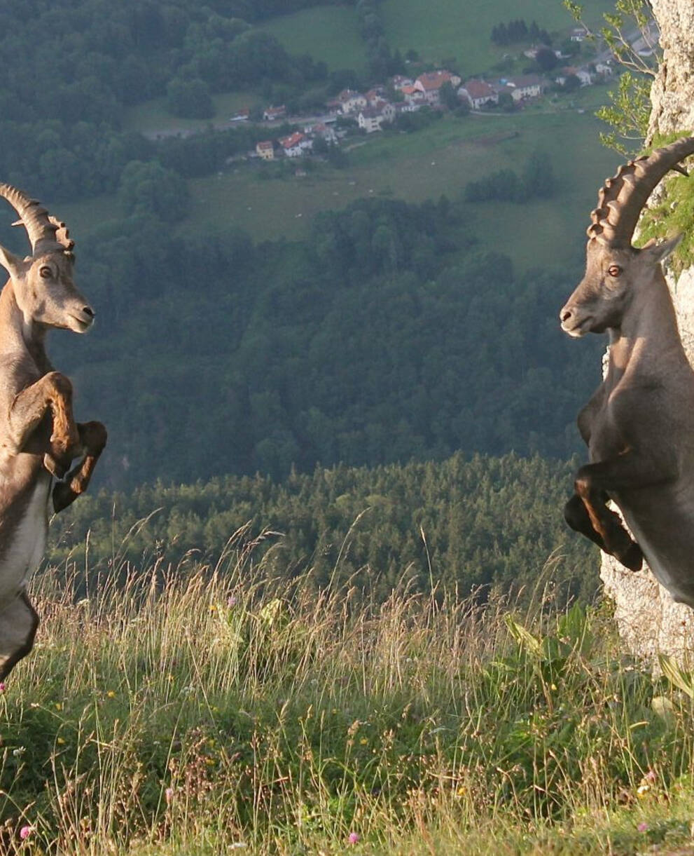 Bouquetins mâles en plein confrontation