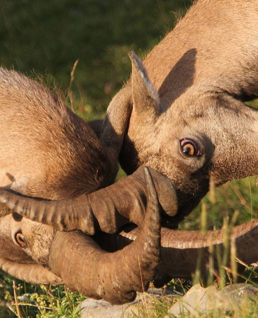 Bouquetins mâles en plein affrontement