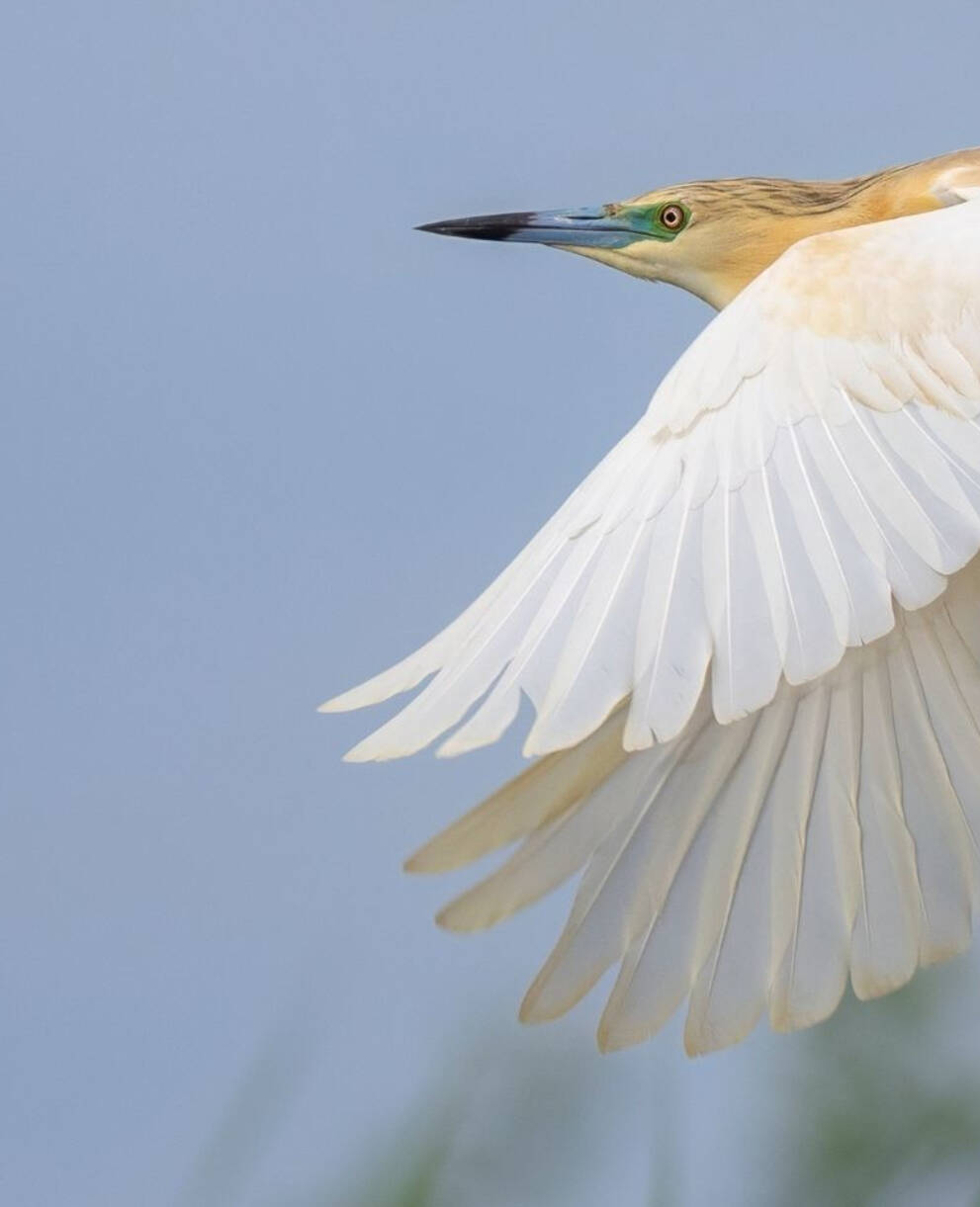 Crabier chevelu en vol