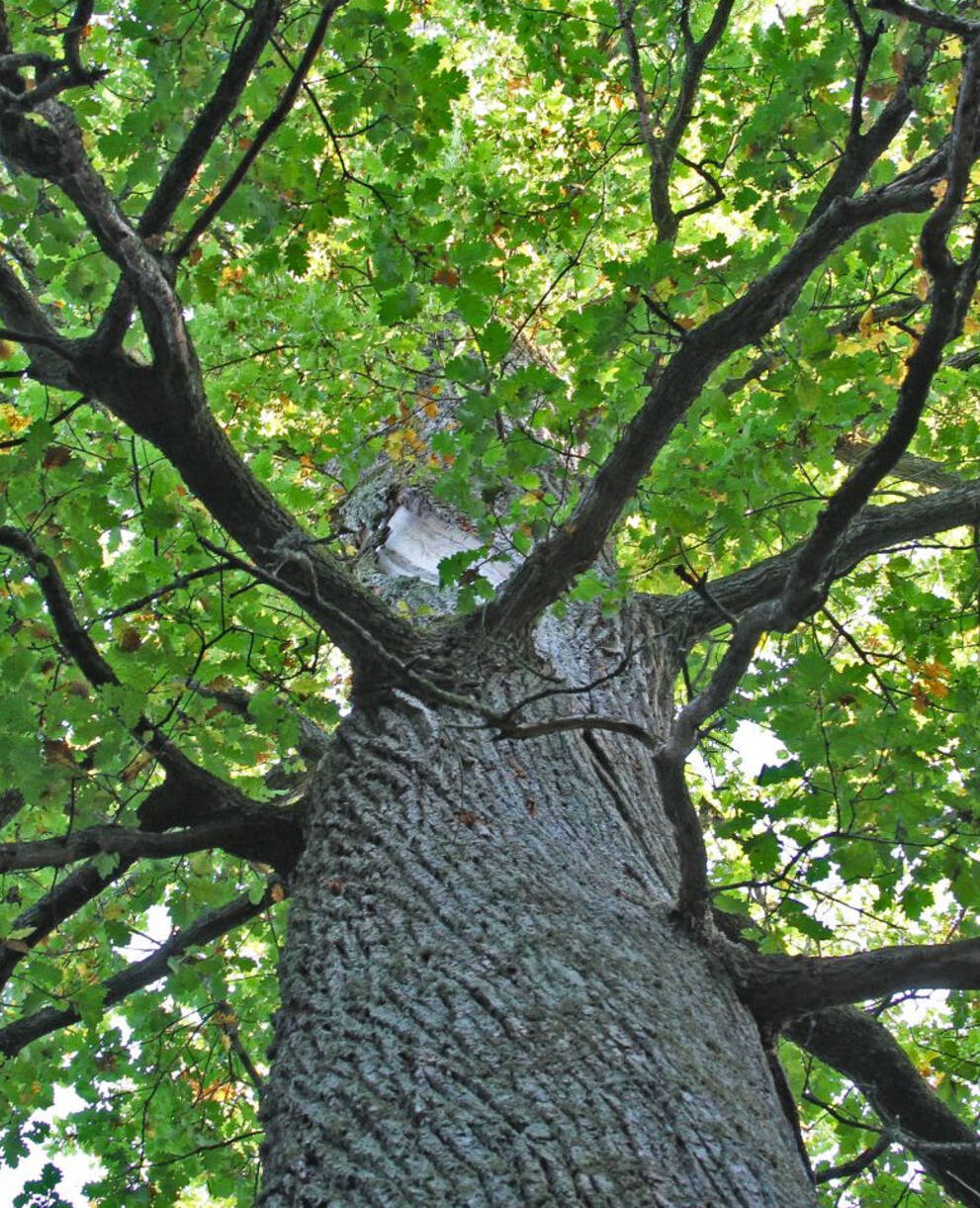 Chêne de la forêt du Galm