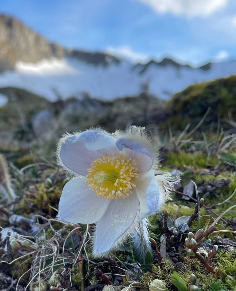 Anémones de printemps