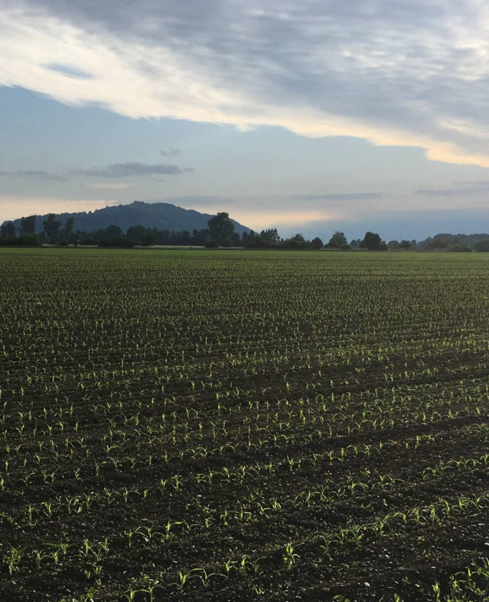 Landschaft im Seeland