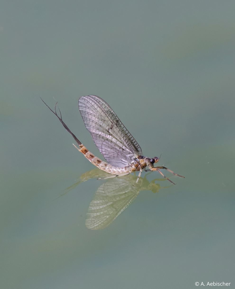 Ephemere