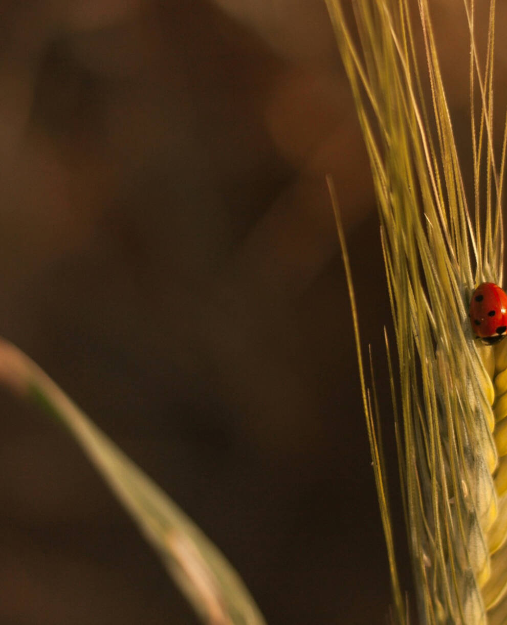 Coccinelle dans un champ cultivé