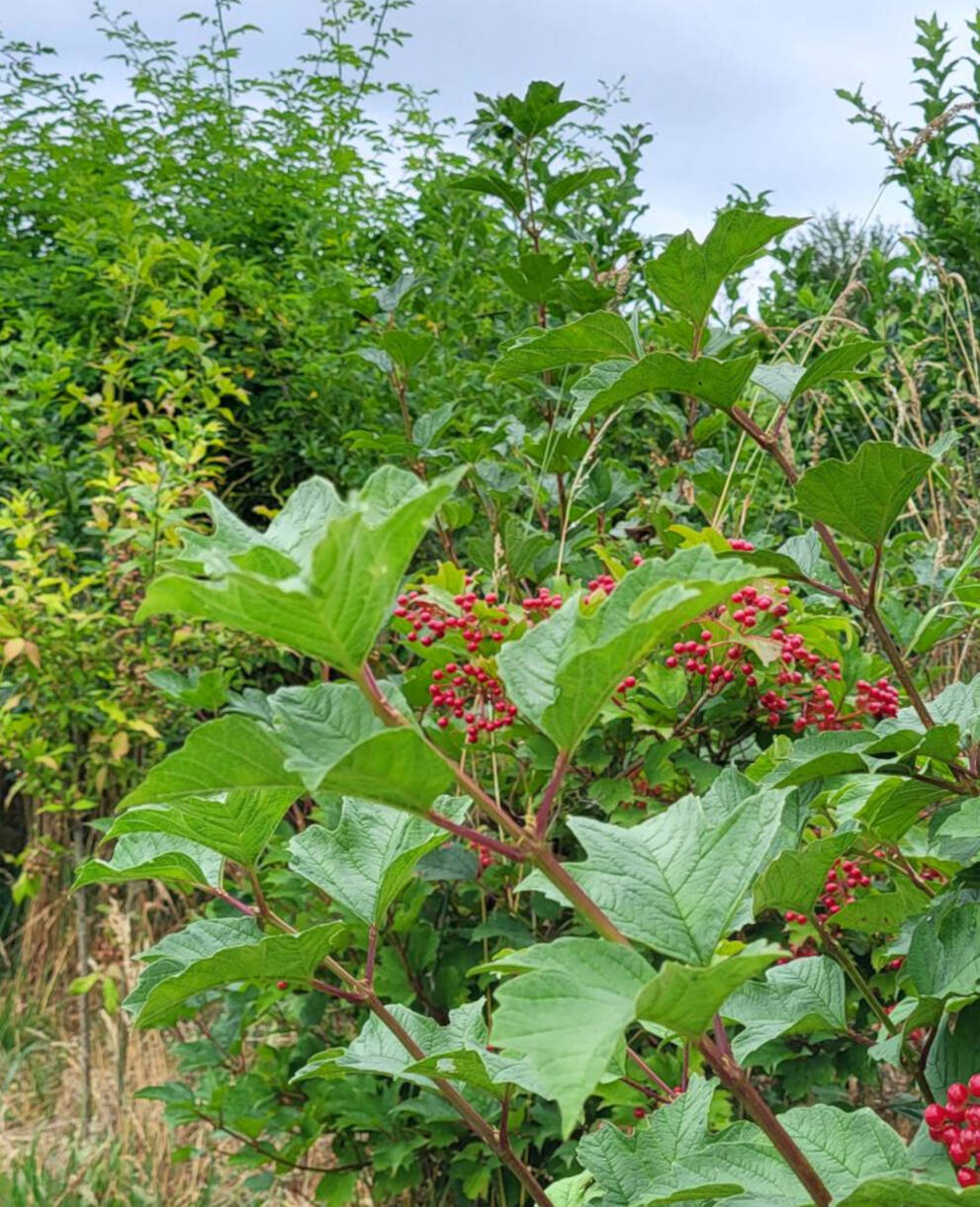 Haie indigène