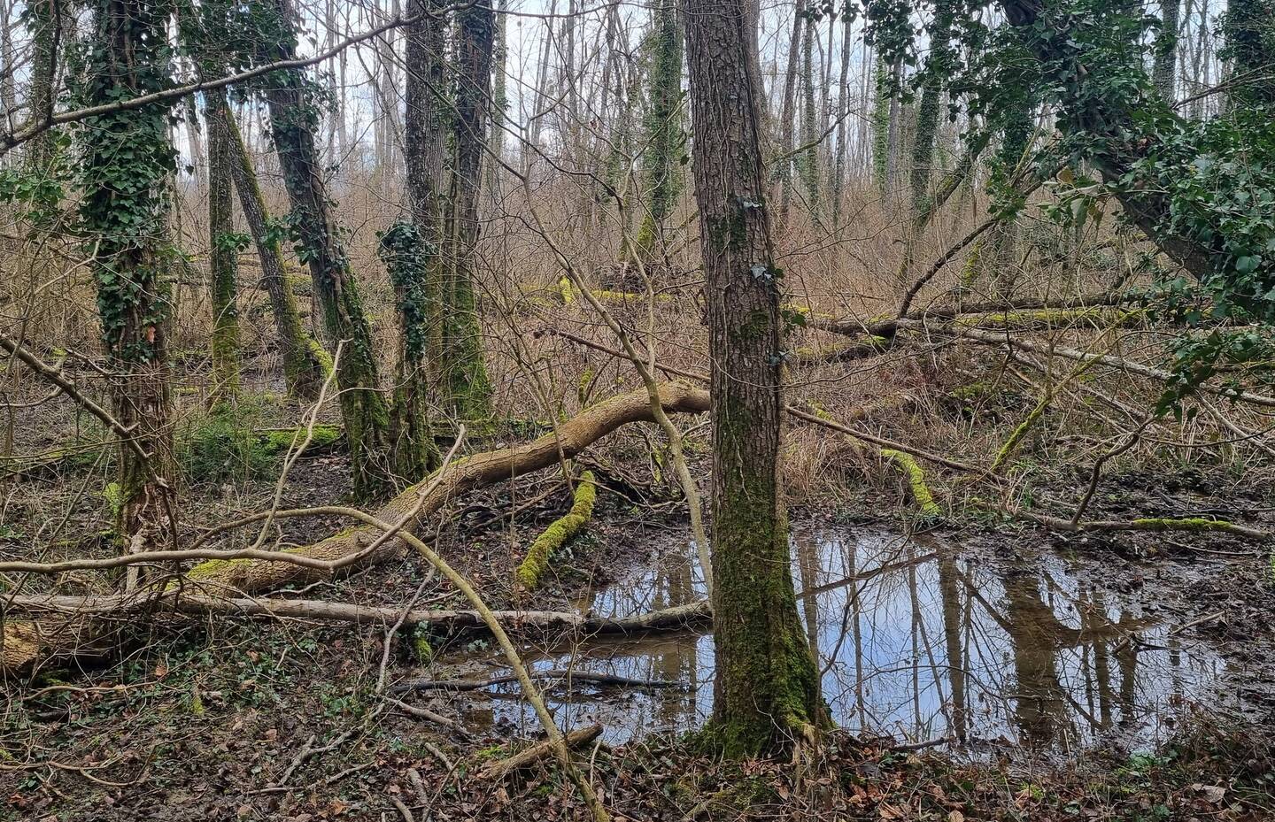 Forêt du Canada (Fribourg) en hiver