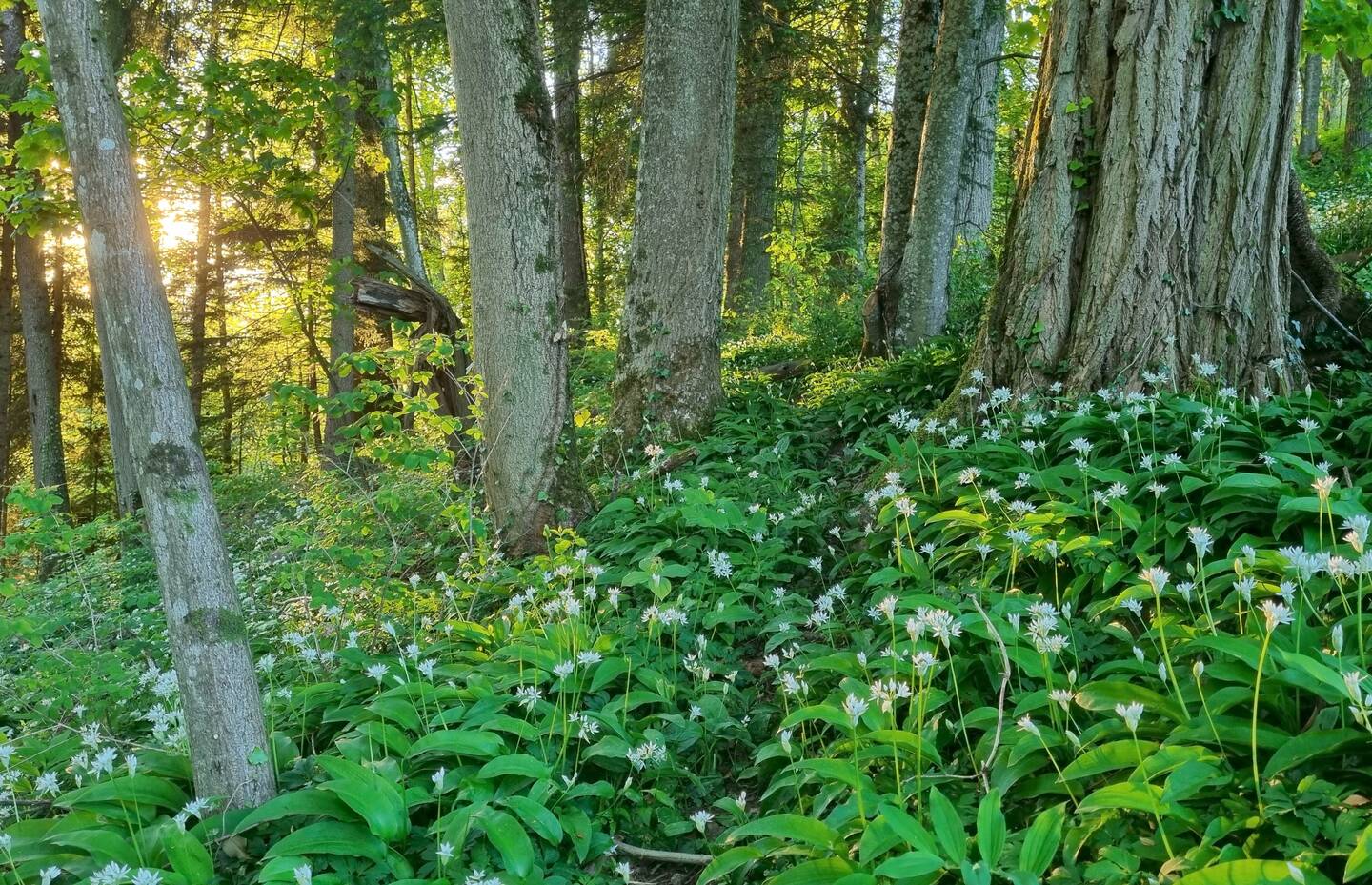 une forêt avec une lumière basse et des fleurs