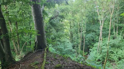 Forêt de pente avec un hêtre au premier plan