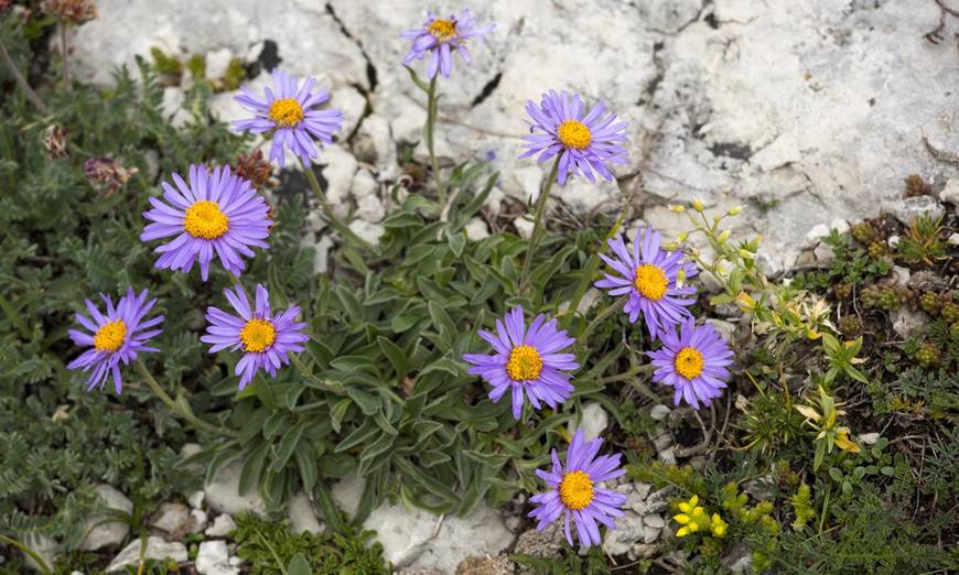 Aster des Alpes