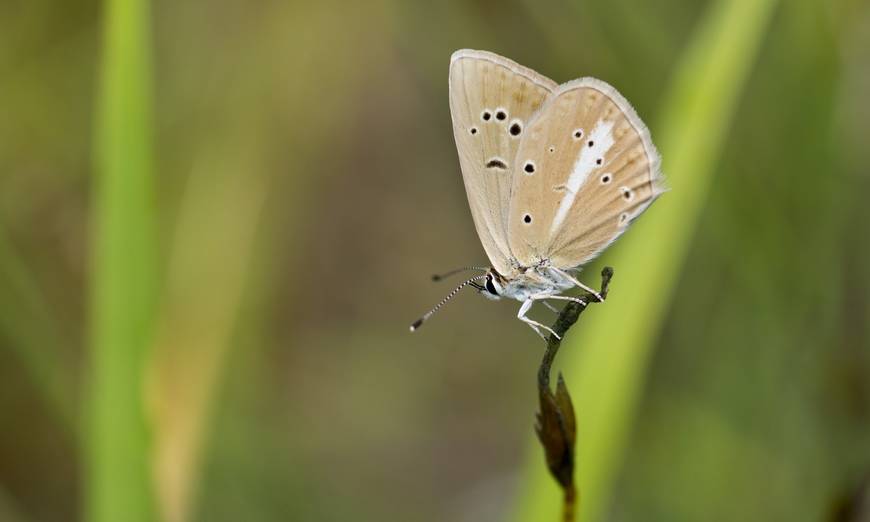 Azuré du Sainfoin