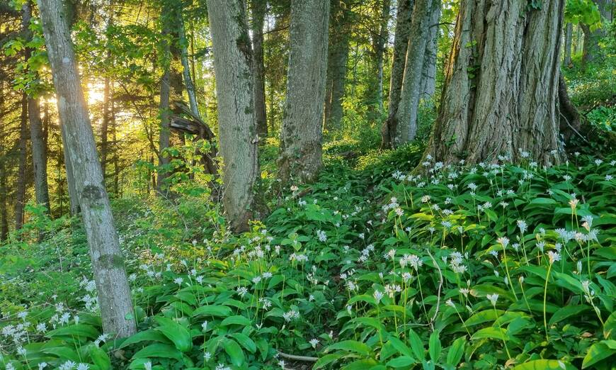 une forêt avec une lumière basse et des fleurs
